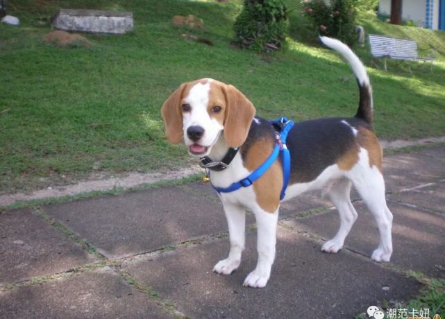 物丰年强好气氛，猎犬自是山上丧打一正确生肖的警惕虚假宣传-实时解答解释落实