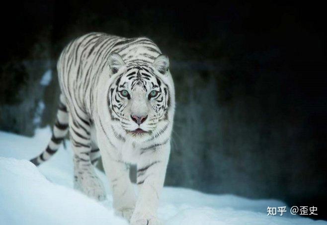 雪岭白牛力深得代表是什么生肖、警惕虚假宣传-全面释义、统计解答解释落实