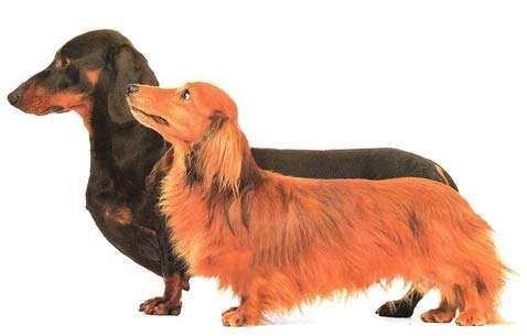 物丰年强好气氛，猎犬自是山上丧打一正确生肖警惕虚假宣传、全面解答与解释、前沿解答解释落实