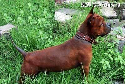 物丰年强好气氛，猎犬自是山上丧打一正确生肖警惕虚假宣传、全面解答与解释、前沿解答解释落实