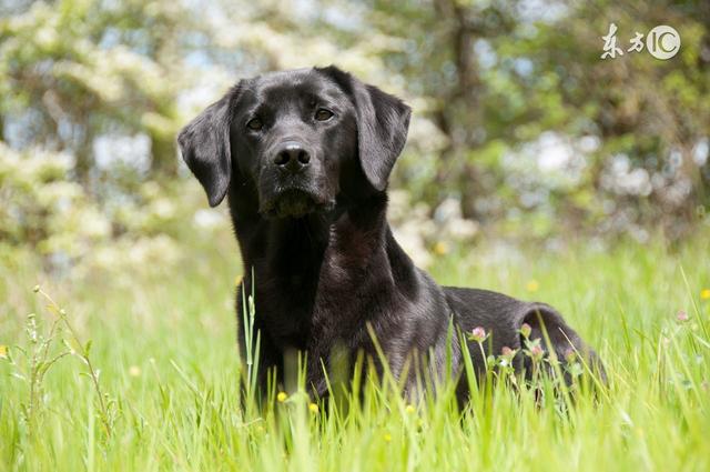 物丰年强好气氛，猎犬自是山上丧打一正确生肖的警惕虚假宣传-实时解答解释落实